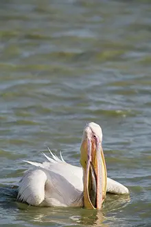 Oiseaux: Great White Pelican