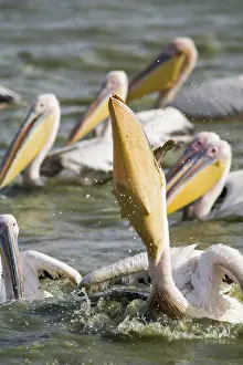 Oiseaux: Great White Pelican