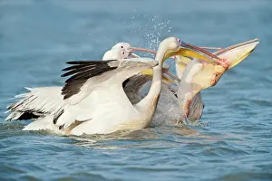 Senegal: Great White Pelican