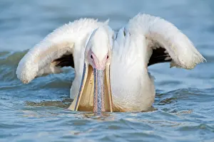 Senegal: Great White Pelican