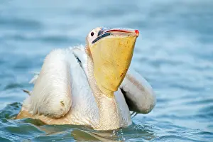 Senegal: Great White Pelican
