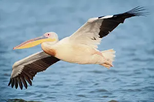 Senegal: Great White Pelican