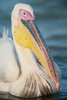 Senegal: Great White Pelican
