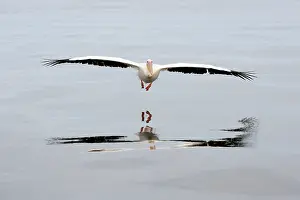 Glider: Great White Pelican