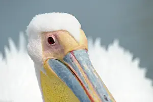 Baai: Great White Pelican