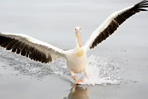 Glider: Great White Pelican