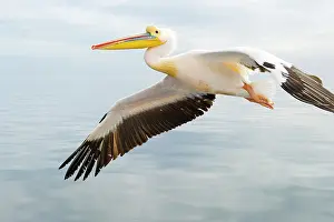 Lens: Great White Pelican