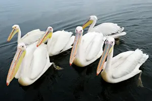 Lens: Great White Pelican