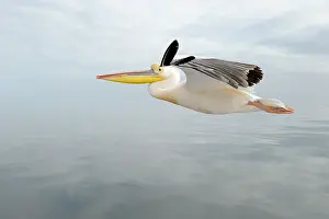 Glider: Great White Pelican