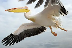 Lens: Great White Pelican