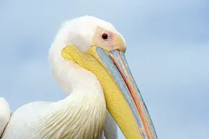 Baai: Great White Pelican
