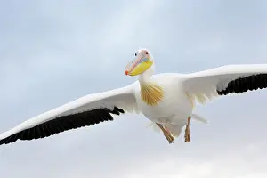 Baai: Great White Pelican