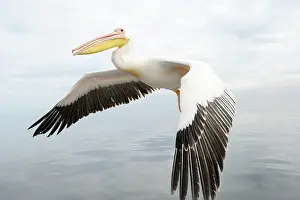 Lens: Great White Pelican