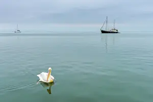 Rosy: Great White Pelican