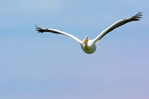 Rosy: Great White Pelican