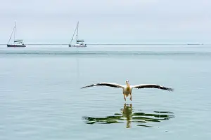 Rosy: Great White Pelican