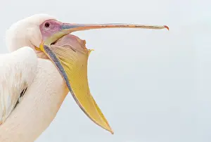 Color Photo: GREAT WHITE PELICAN