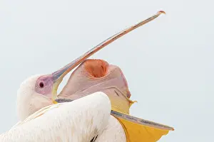 Color Photo: GREAT WHITE PELICAN