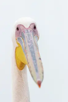Color Photo: GREAT WHITE PELICAN