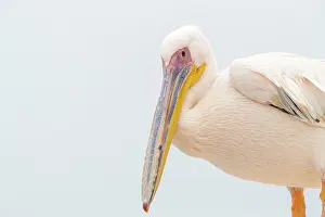 Color Photo: GREAT WHITE PELICAN