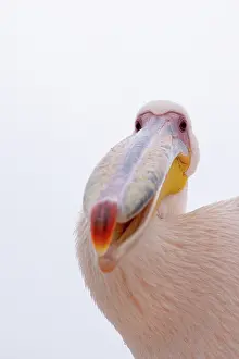 Color Photo: GREAT WHITE PELICAN
