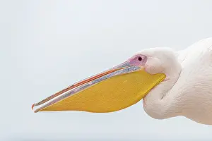 Color Photo: GREAT WHITE PELICAN