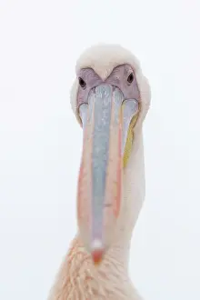 Color Photo: GREAT WHITE PELICAN