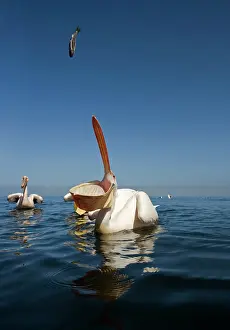 Thrown: Great White Pelican - catching a fish thrown out