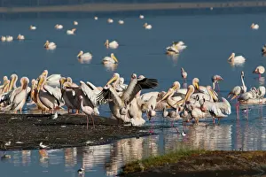 Pelicanus: Great White Pelican - feeding with Greater Flamingo