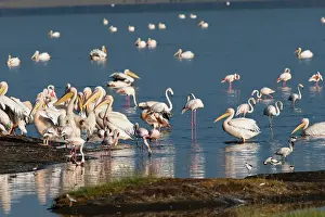 Pelicanus: Great White Pelican - feeding with Greater Flamingo