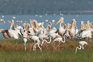 Pelicanus: Great White Pelican - feeding with Greater Flamingo