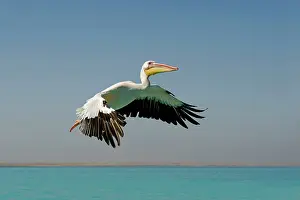 Altantic: Great White Pelican - in flight