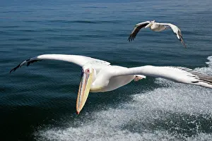 Wake: Great White Pelican - In flight over the Atlantic