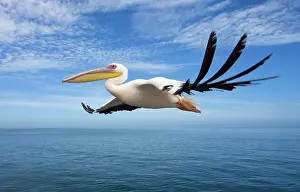 Leadership: Great White Pelican - In flight over the Atlantic