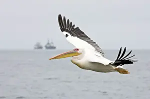 Trawler: Great White Pelican - In flight with Fishing Trawler