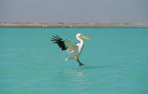 Visible: Great White Pelican - in flight landing on water
