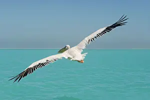 Altantic: Great White Pelican - in flight over the ocean