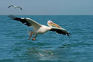 Kelp: Great White Pelican - in flight over the ocean