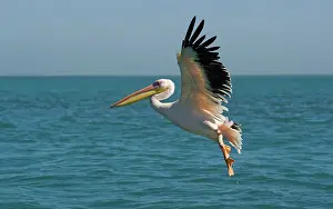 Altantic: Great White Pelican - in flight over the ocean
