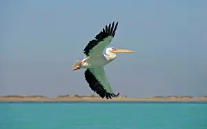 Altantic: Great White Pelican - in flight over the ocean