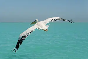 Altantic: Great White Pelican - in flight over the ocean
