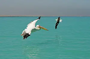 Karl Terblanche: Great White Pelican - in flight over the ocean