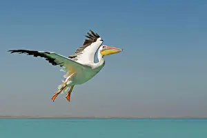 Karl Terblanche: Great White Pelican - in flight over the ocean
