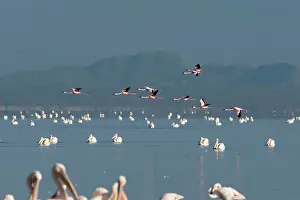 Pelicanus: Great White Pelican - with Greater Flamingos (Phoenicopterus