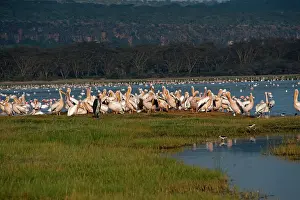 Pelicanus: Great White Pelican - group on lake edge