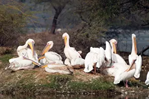 Keoladeo: Great white pelican - Group preening