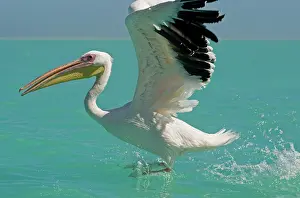Altantic: Great White Pelican - landing on water