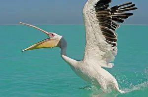 Altantic: Great White Pelican - landing on water
