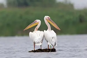 Danube: Great White Pelican (Pelecanus onocrotalus) 2 adults