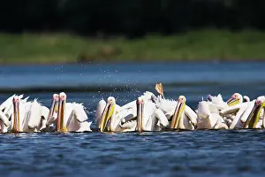 Inspiring: Great White Pelican (Pelecanus onocrotalus)